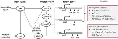 Time Series Analysis of the Bacillus subtilis Sporulation Network Reveals Low Dimensional Chaotic Dynamics